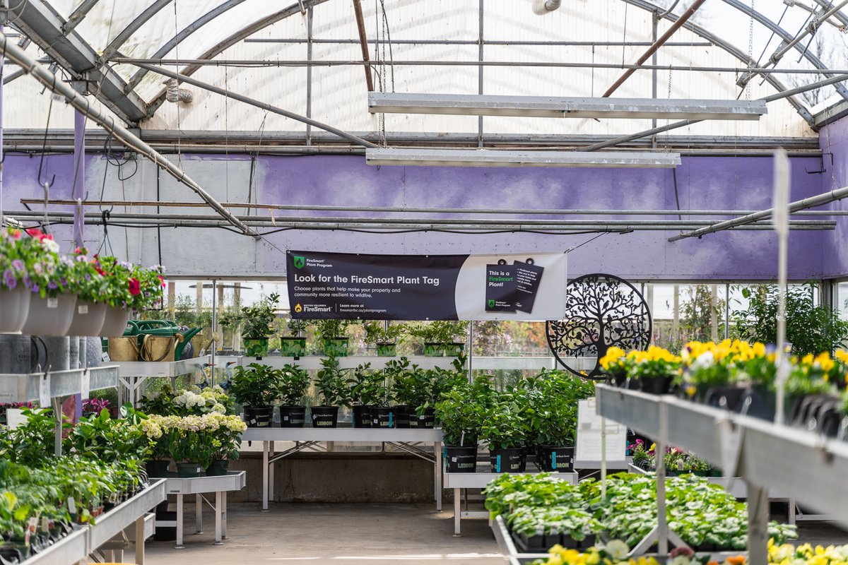 The FireSmart Plant Program is live at nurseries and garden centres across BC! Through this tagging program, you can easily select fire-resilient plants for your property. Want to see if your local garden centre is participating? Visit: tinyurl.com/pvstdzux