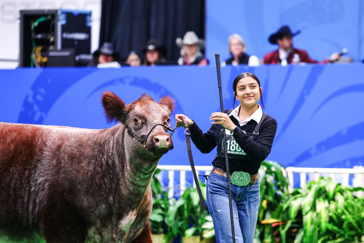 2024 Junior Cattle Show by the numbers: 🐮 4,027 entries 🐮 23 breeds 🐮 3,821 exhibitors