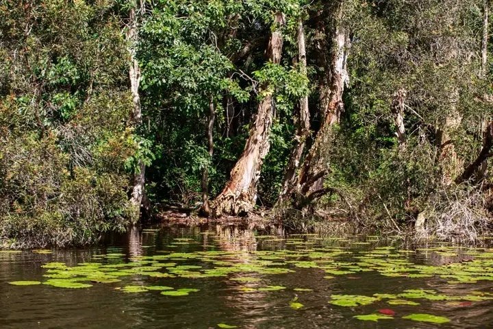 JuannCarlosGG's tweet photo. Ciénaga de Zapata, un lugar excepcional de #Cuba 🇨🇺
📍#Matanzas 
📸 Naturaleza Secreta https://t.co/CpYgOLanrr