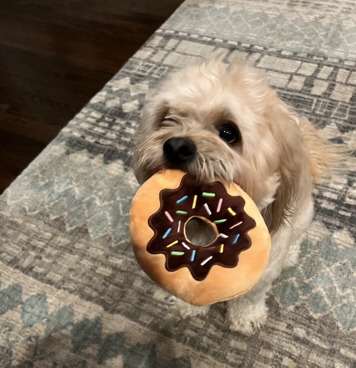 Let's be real, this face is sweeter than any donut 🍩 Meet Chewy Lewis! Chewy Lewis is our Senior Director of Partnerships Janelle Nash's pup. He loves playing with his ActionIQ donut, sneaking human food from his sisters and napping 💕