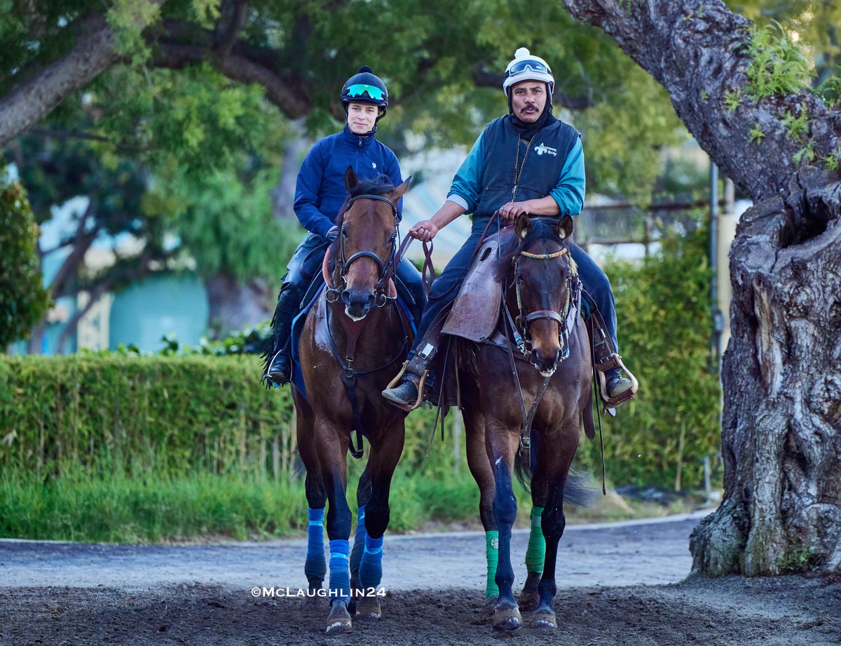 Arabian Knight yesterday and this morning with Morgane Kervarrec in the irons for HoF trainer Bob Baffert @santaanitapark @ZedanRacing @BobBaffert @Morgane_mmk