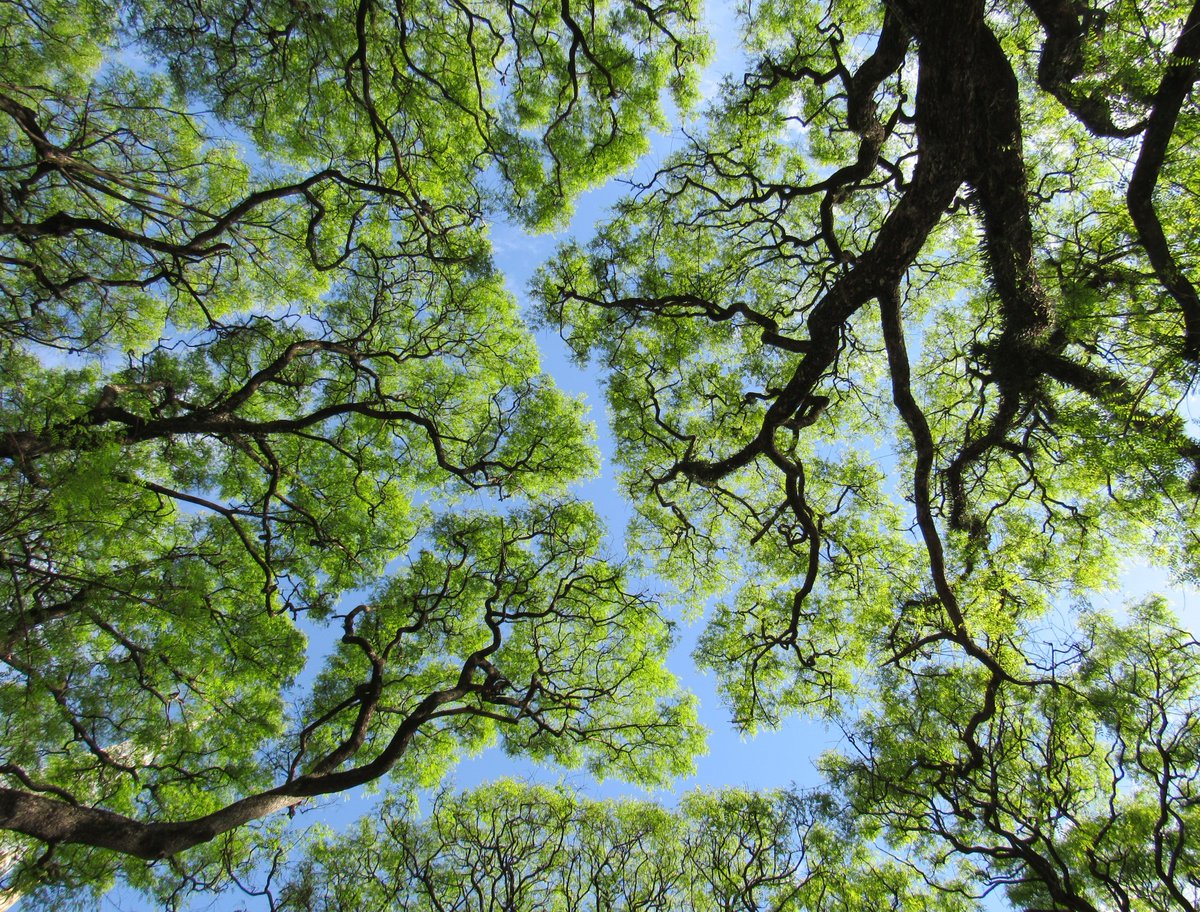 These trees are (literally) throwing shade at each other 👇

Known as crown shyness, tree canopies avoid touching each other, creating beautiful patterns in the forest 🤩