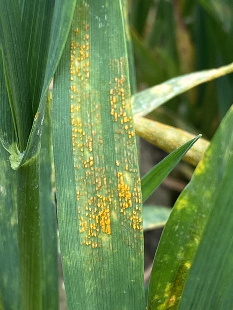 Let op de ontwikkeling van gele roest. Ook rassen met een hoog cijfer voor resistentie signaleren we aantasting