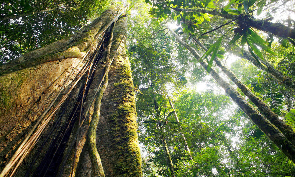 Forética coordinará el grupo en España: Taskforce on Nature-related Financial Disclosures (TNFD) es una iniciativa global con un marco de reporte voluntario que permite a las empresas evaluar y divulgar información sobre sus impactos, dependencias, ecoticias.com/naturaleza/tas…