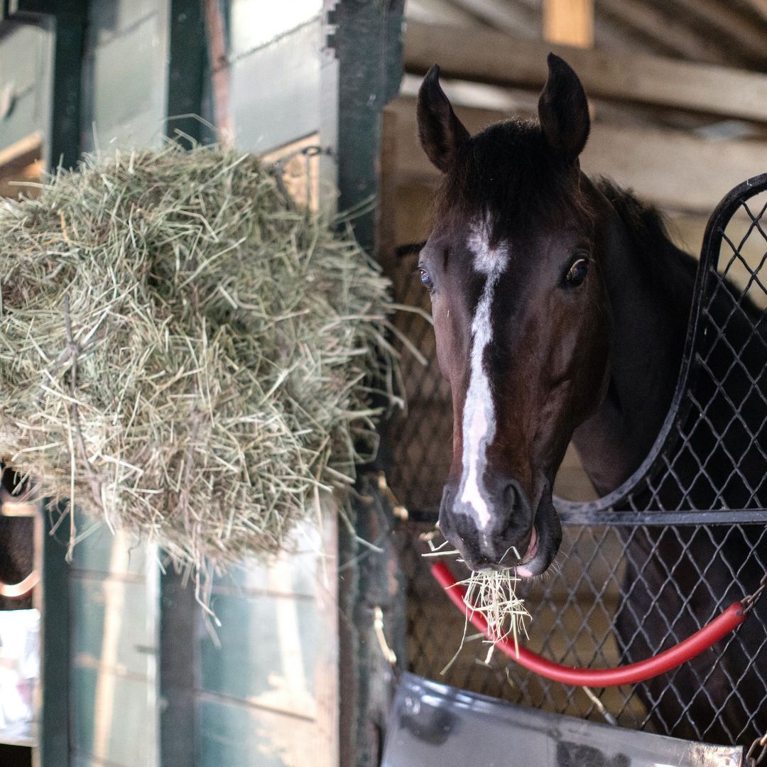 A morning in the life. #GoldenGateFields