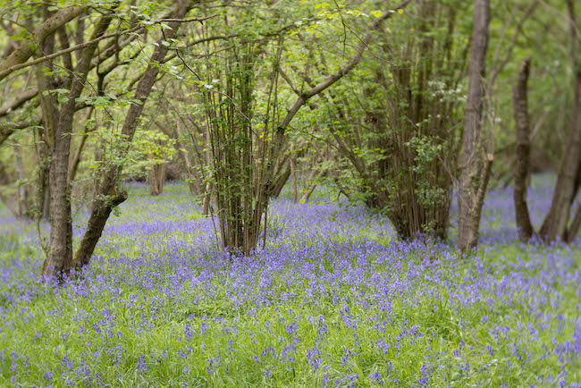 cazza42's tweet photo. Bluebells are nature's version of a pop-up exhibition, and the woods are the gallery. Don't just visit; immerse yourself. https://t.co/dLeF7coJpU