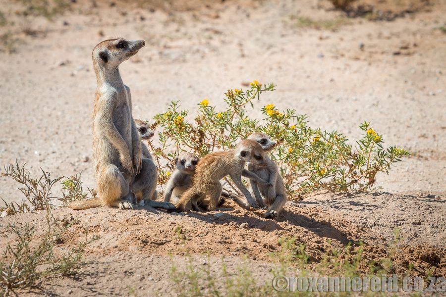 Red dunes, lions and meerkats - plan your Kalahari adventure buff.ly/3PCwW1m #Kgalagadi #Kalahari #desert #travel #afritravel