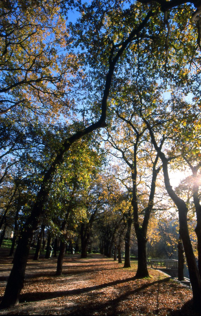 A Carballeira de #CaldasdeReis figura como "Conxunto" de formacións senlleiras no Catálogo de Árbores Singulares de Galicia

Dentro dese mesmo Catálogo ofrece ao redor de douscentos exemplares de carballos, moitos deles con máis dun século de vida