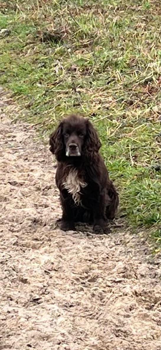 #SpanielHour CHARLIE going missing has his family really concerned 💔 3/4/24 NOW 2 WKS MISSING Male/adult liver #Cocker with grey around muzzle /big white blaze on chest /Docked #Watersfield / #Coldwaltham WEST #Sussex #RH20 doglost.co.uk/dog-blog.php?d… @Watersfield_FC @bs2510