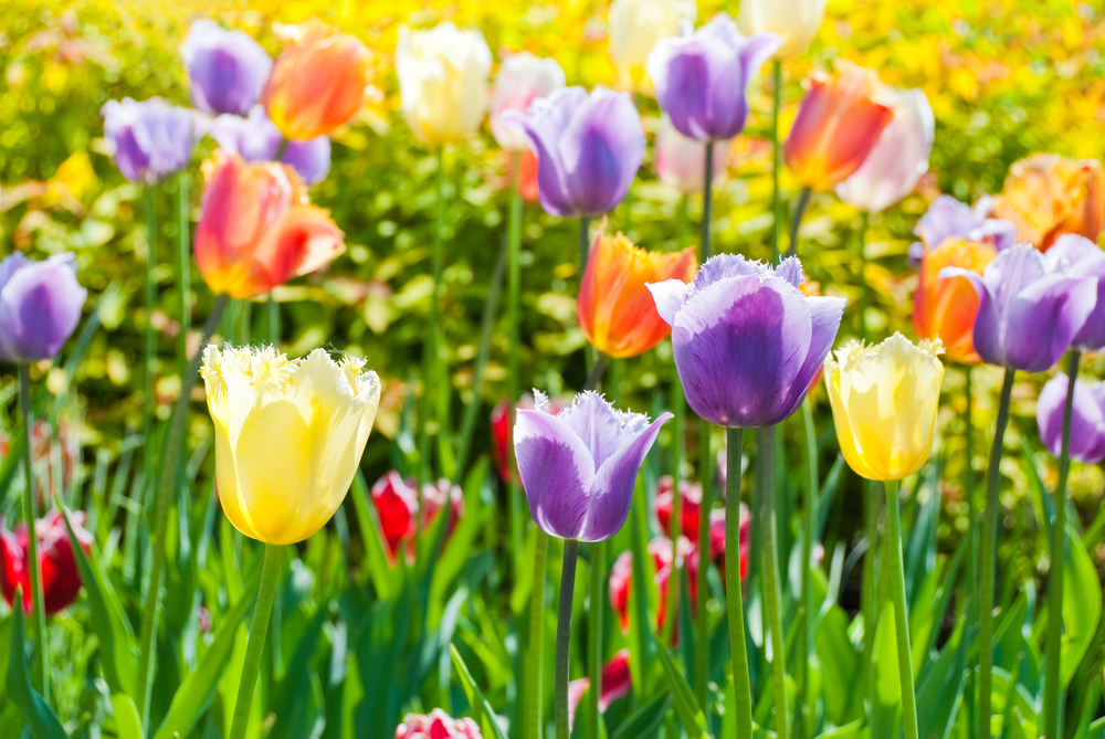 Like a variety of colors for flowers, there are different experiences of happiness-
Happiness about seeing a friend, 
about finishing a project, 
about laughing at a joke, 
about playing with a puppy, 
about hanging out with  a loved one. 
It's all beautiful.
💜
#Happiness