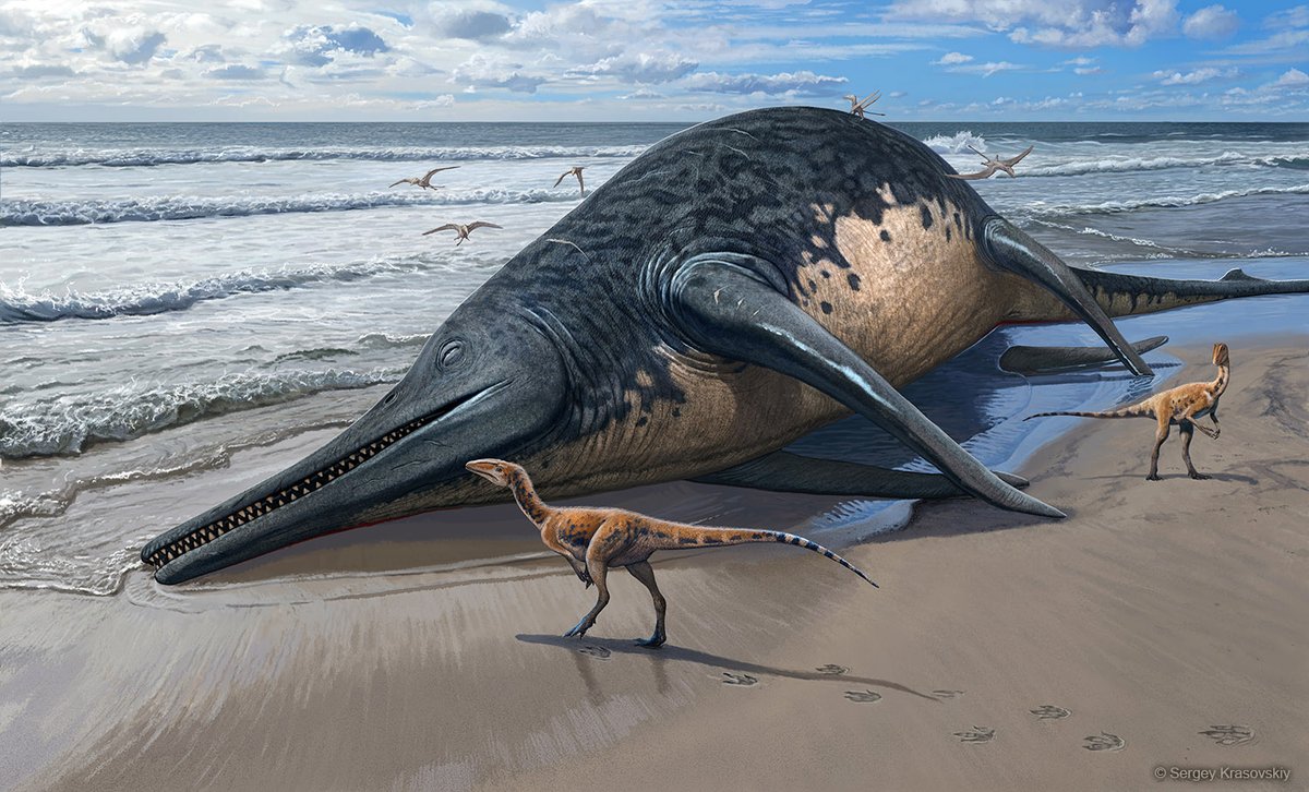 Please welcome Ichthyotitan severnensis, a gigantic ichthyosaur from the latest Triassic of the UK!

The key - holotype - specimen was found in 2020 by fossil-hunting father-daughter duo Justin and Ruby Reynolds (Ruby was then 11!), who are co-authors.
 journals.plos.org/plosone/articl…