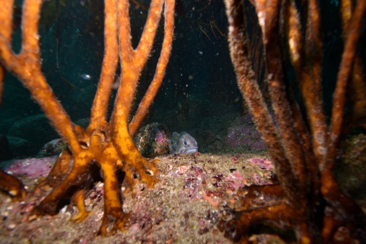 INCREIBLES las fotos de @NicolasAcunaS 
🫶🏻🫶🏻🫶🏻

🌊📸hermoso recorrido submarino por playa Las Ágatas, en la desembocadura de la Quebrada de Córdova, ubicada entre las comuna de #ElQuisco y #ElTabo 🐟 

@HumedalCordova @proyecto_huiros 

#bosquesazulescl #algaspardas