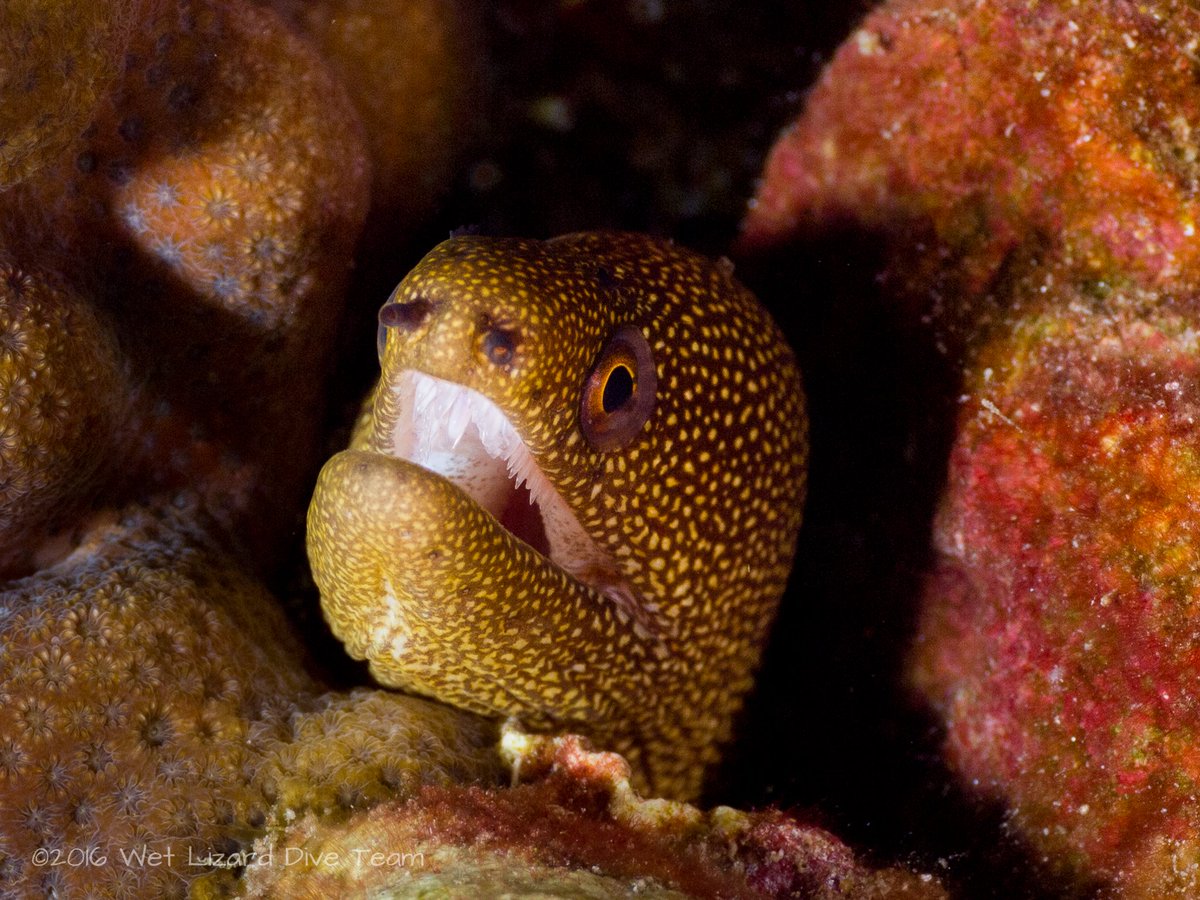 A sanctuary looks pretty a-peel-ing to many sea creatures, like this banana moray #eel! 🍌

Also known as the goldentail moray, keen eyes might spot this species in a coral crevice in @FGBNMS! More about morays: ow.ly/yAXs50RipZM #NationalBananaDay #WildlifeWednesday