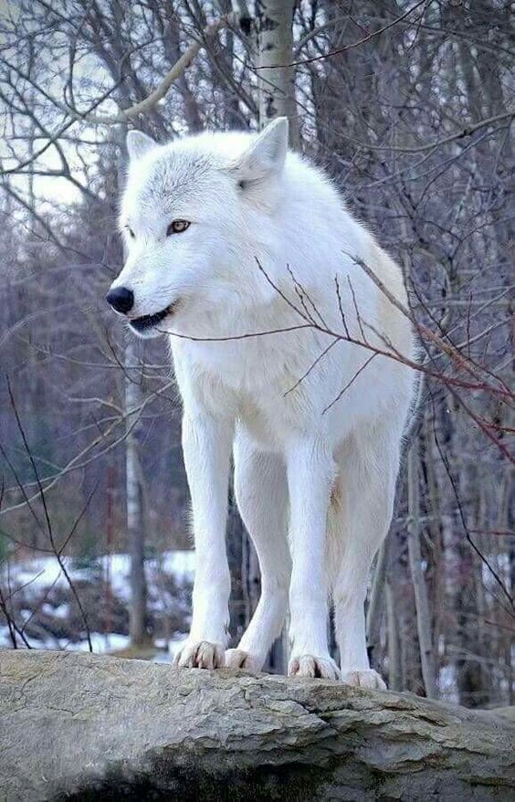 So beautiful wolf ❤️ #wolffanlover #wolflovers #wolf