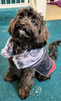 millypod1's tweet photo. 🆘16 APR 2024 #Lost ROXY #ScanMe #Tagged
YOUNG Black Schnauzer Minature Female
Footscray Meadows DA14 4PS South London #DA14
nr #NorthCray #Bexley #Sidcup
Spotted on tracks between Albany Park &amp; Bexley stations
DO NOT CHASE, GRAB or CALL PLZ contact owner
https://t.co/YiVFdm0rXT https://t.co/ceBn1Qxg9t