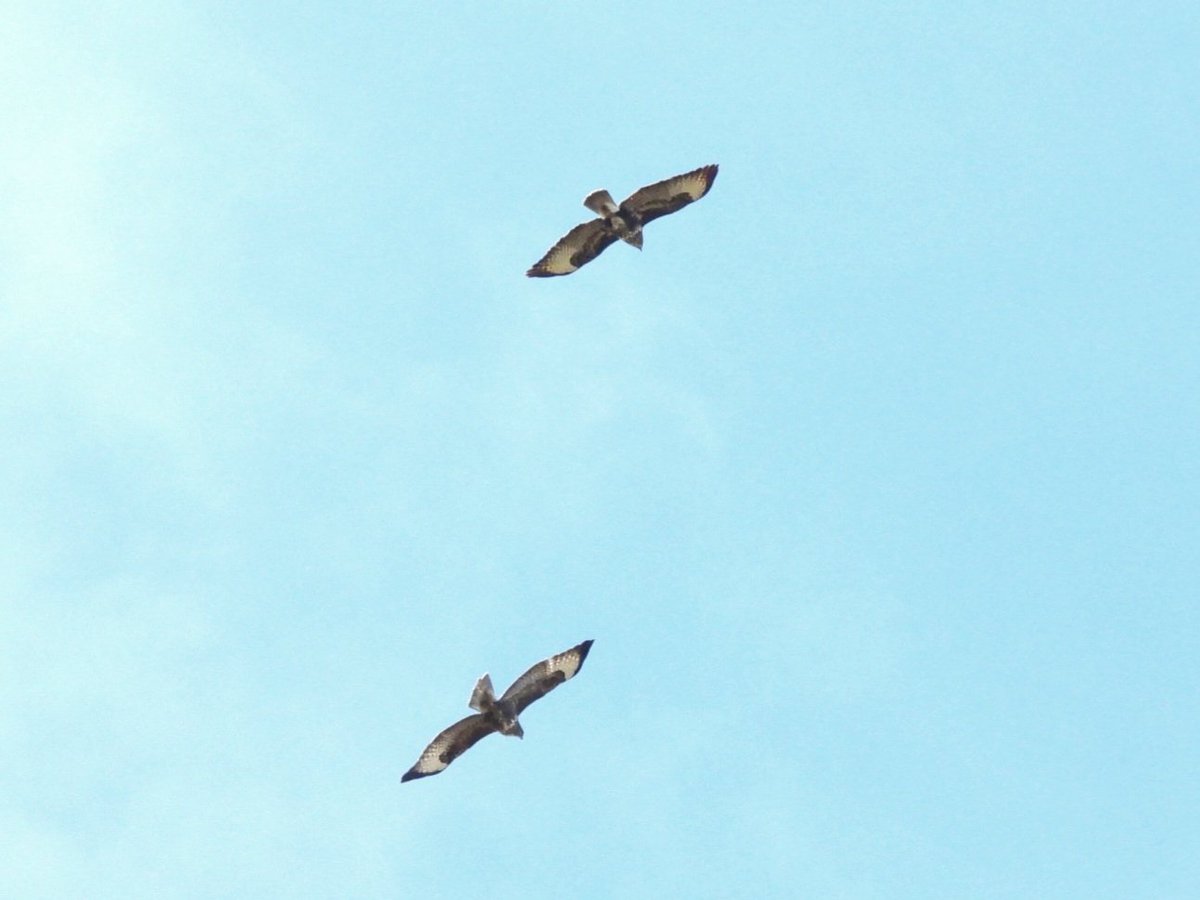 Common Buzzards over Beeston Common today with the usual escort
