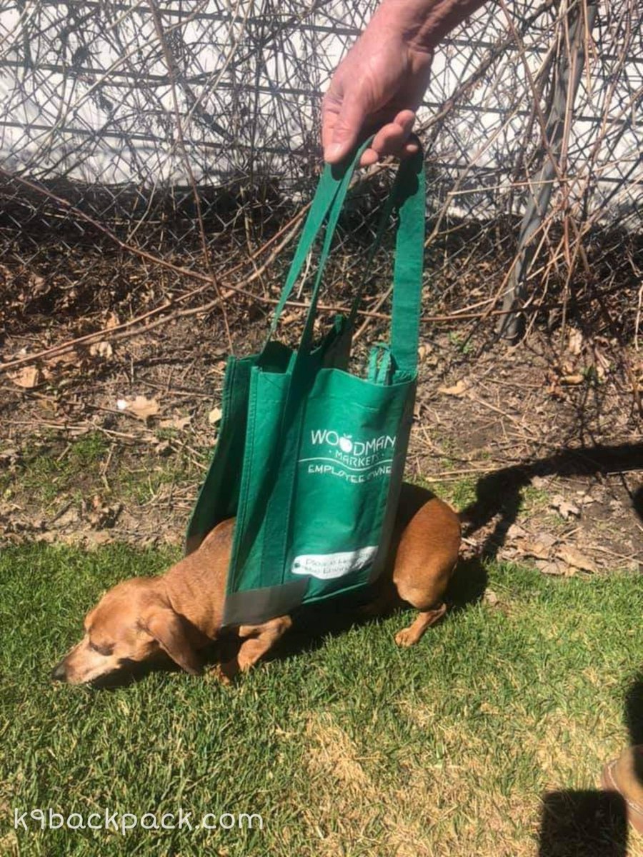 If your #IVDD dog is wobbly, use a sling to support their rear end during potty breaks. Keep back level. More info: k9backpack.com/resources/k2mz…