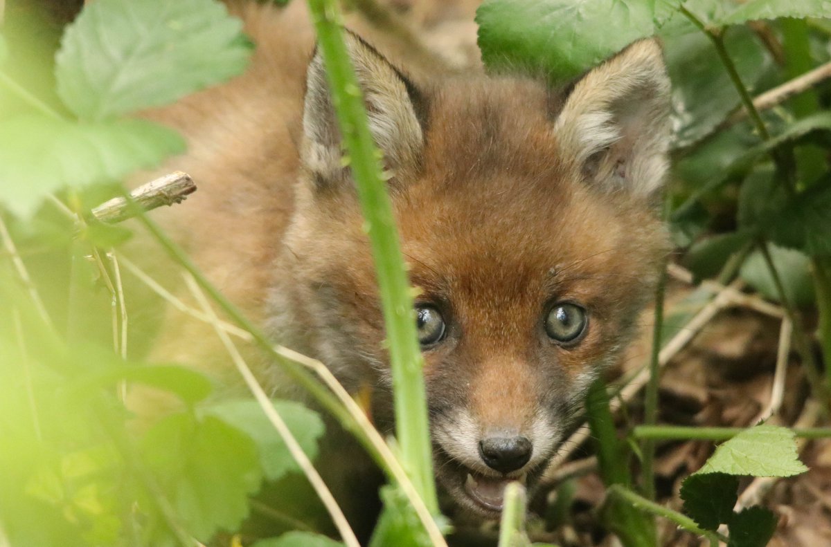 visit to the fox cubs this morning.. @EssexWildlife @Natures_Voice @RSPBEngland @Steveredwolf @SallyWeather #FoxOfTheDay @ChrisGPackham