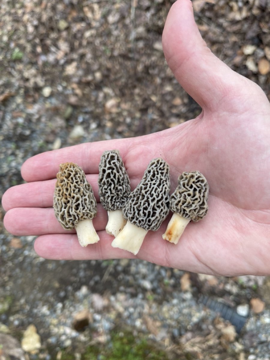 This is the first find of morels in our yard this season. Valle Crucis, NC. We're hoping 30 or so more will show up in the next few weeks! @WataugaOnline