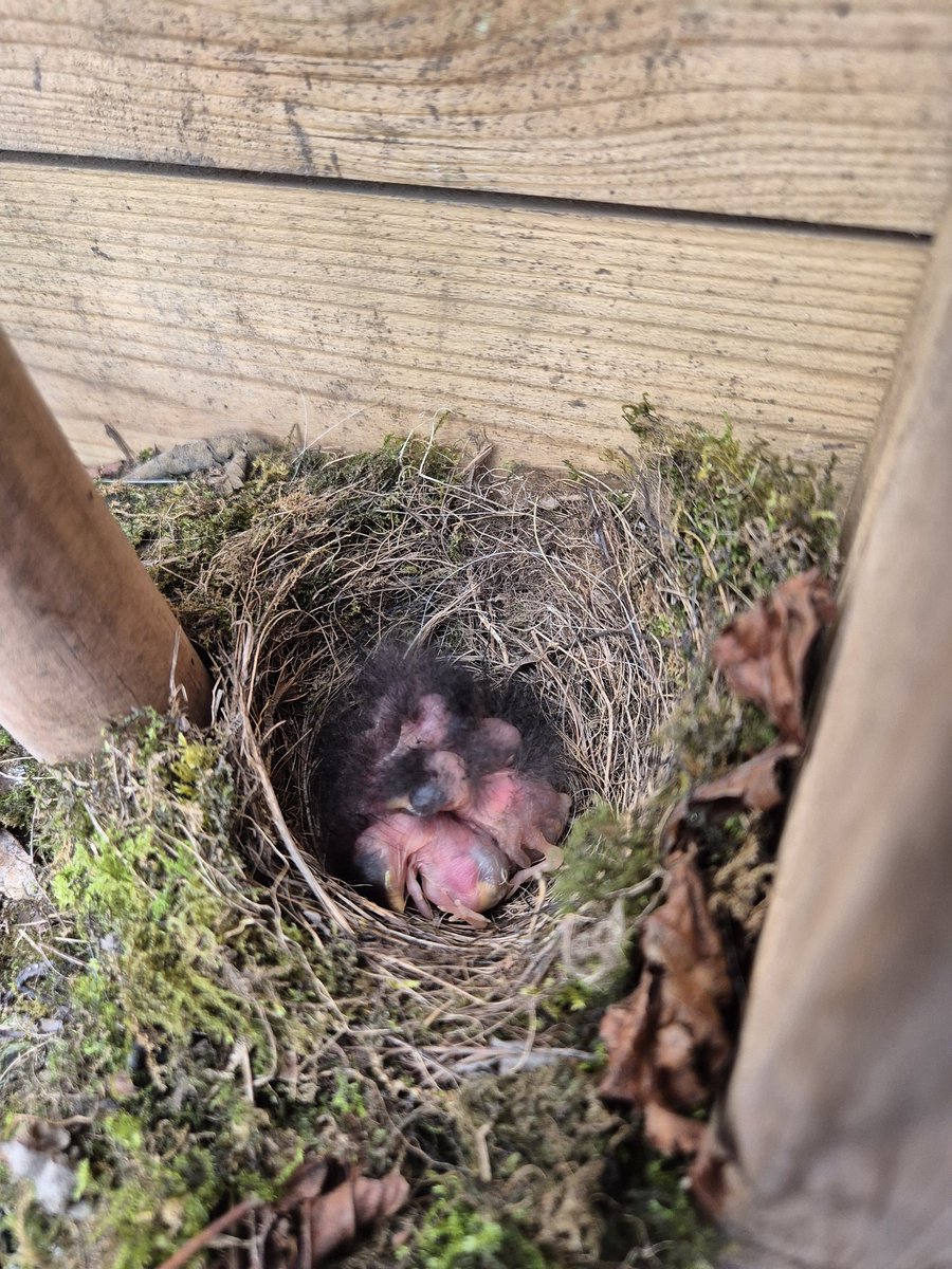 Wild Bank Odie (@odie_wildbank) on Twitter photo A lovely treat at Forest School today! Spring has sprung! <a href="/Millbrooknews/">Millbrook Primary</a> #bird #spring A lovely treat at Forest School today! Spring has sprung! <a href="/Millbrooknews/">Millbrook Primary</a> #bird #spring