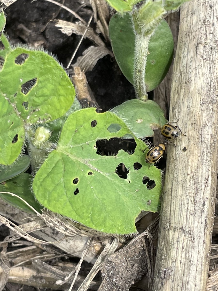 We expect that bean leaf beetles survived the 2023-24 winter pretty well in Iowa. Make sure to scout soybeans this spring, and let us know what you find! crops.extension.iastate.edu/cropnews/2024/… @erinwhodgson