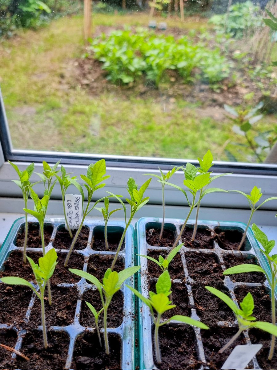 metalheron's tweet image. Make it warm, please Lynn 🙏 
My tomatoes in the greenhouse are wrapped up tighter than my Granny in a blanket!
This group are staying indoors for now and are being totally pampered 🥰
#WindowOnYourWorld
#EveningShow
#MellowMagicDigital 
@LynnParsonsUK