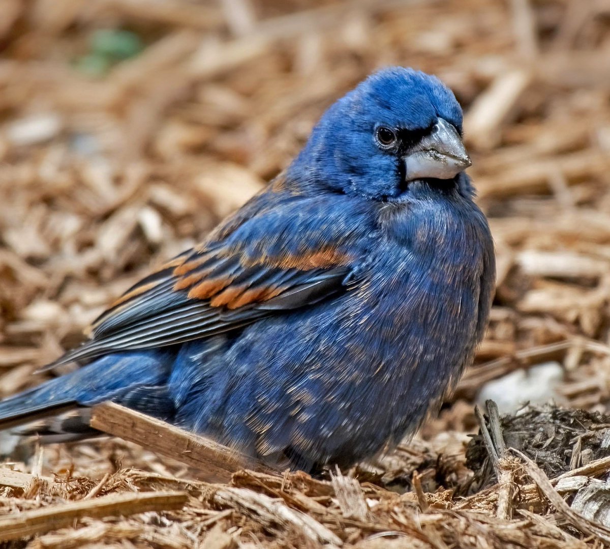 Today's Blue Grosbeak male, a rare and colorful visitor to a garden in the East Village. 💙