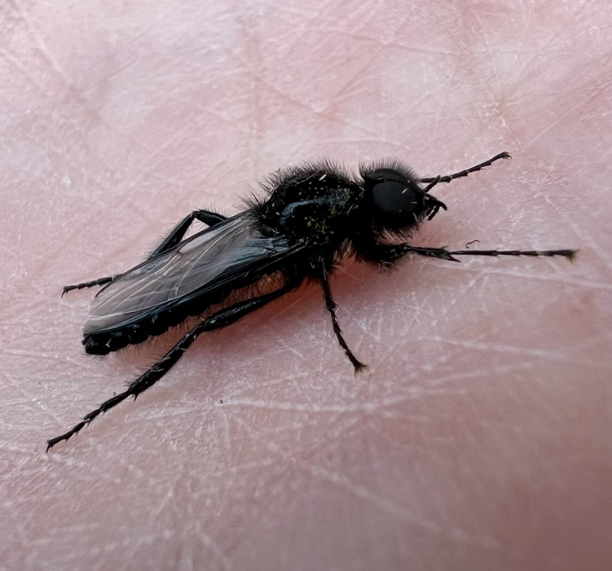 Hawthorn fly spotted last week so way earlier than it’s expected 25th April - St Marks Day 😬 (Bibio marci or St. Mark's fly) #fly #WildWebsWednesday @flygirlNHM
