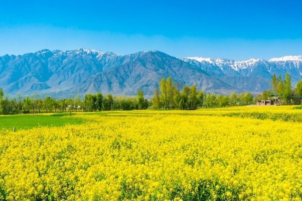 It is thrilling to know that Mustard cultivation registers 250% increase in area coverage in #Kashmir valley. Cultivation area reaches 140,000 hectares. The J&K Agriculture Department & the farmers deserve applauds. #YellowRevolutioninJK @diprjk @JkAgriculture @PIBSrinagar