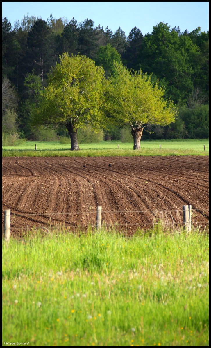 Sarthe V'la le printemps ! #Malicorne #Sarthe #laSarthe #sarthetourisme #labellesarthe #labelsarthe #Maine #paysdelaloire #paysage #nature #campagne #rural #ruralité #gondard #route #road #OnTheRoadAgain #graphique #arbres