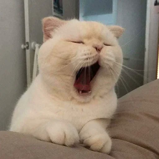 its_jissu's tweet photo. @RealKatoOG Gmeow https://t.co/tWZkgRYdgV
