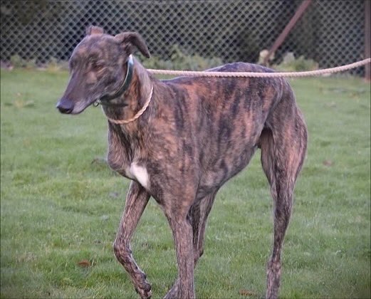 3 year old Ace is a big dark brindle lad full of beans when he first meets you, a big affectionate dog who was very alert & watching what was going on when being photographed call 07783 367032 email info@retiredgreyhoundscanterbury.co.uk @centralparkgreyhounds #TeamZay
