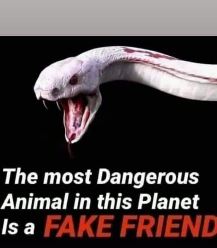 The Most Dangerous Animal in This Planet is a Fake Friend .. Comment with your opinion if you are agreed Guyz ..