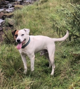 🆘16 APR 2024 #Lost SID #ScanMe ELDELY White /Brown Staffordshire Bull Terrier Male Snailsden Reservoir. off Lindshaws Road #HD9 nr #Holmfirth West Yorkshire doglost.co.uk/dog-blog.php?d…