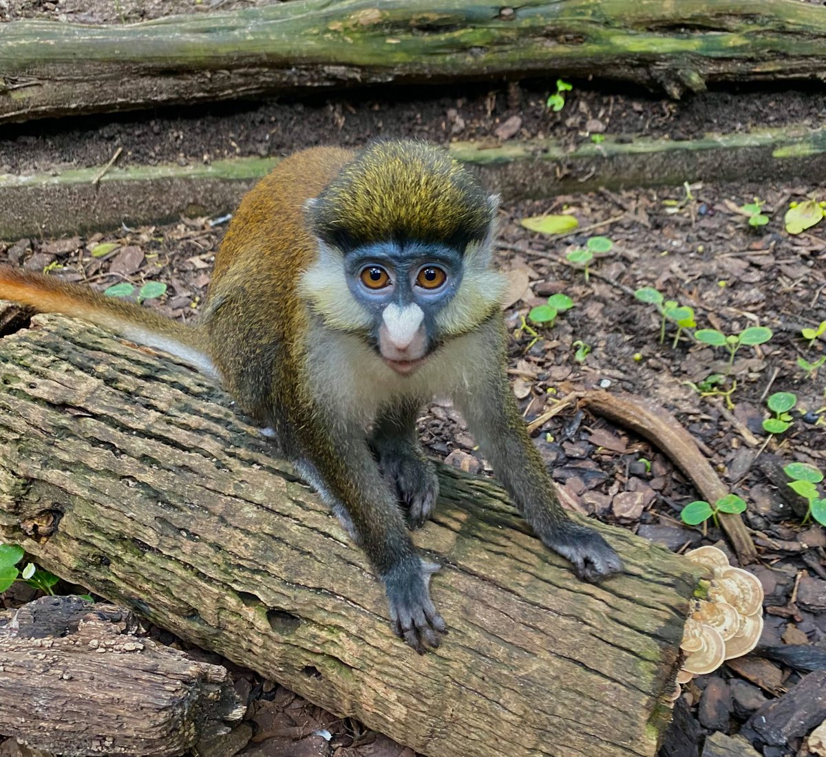 Peter Rabbit cuteness incoming! Our Schmidt’s red-tailed monkey recently turned four years old on April 10 and his animal care team prepped birthday festivities for him! Come visit him in Wortham World of Primates with his parents. 📸: Primates Keepers Derrick and Lindsey