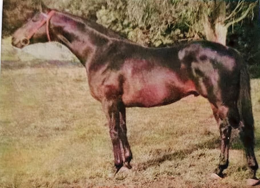 HORSERACING1002's tweet photo. TABLE PLAY 🇺🇸 1963
(ROUND TABLE - LEALLAH BY NASRULLAH)#TablePlay
B/ Charlton Clay (Ky) Apr 1, 1963
O/ Haras San Jose del Socorro, Haras don Yeye
26-8-7-1----$49,025
2nd Carousel Claiming S
Stood in Argentina🇦🇷
Sire Telescopico, Telefonico, Telescopica, Te Amo, Taba, Etc https://t.co/SzjtCmHdKW
