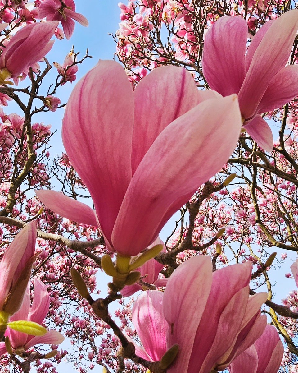 Experience the enchanting blooms of Magnolia Allee at the Floral Showhouse📍

Hurry, these magical blossoms won't linger for long! 🌸