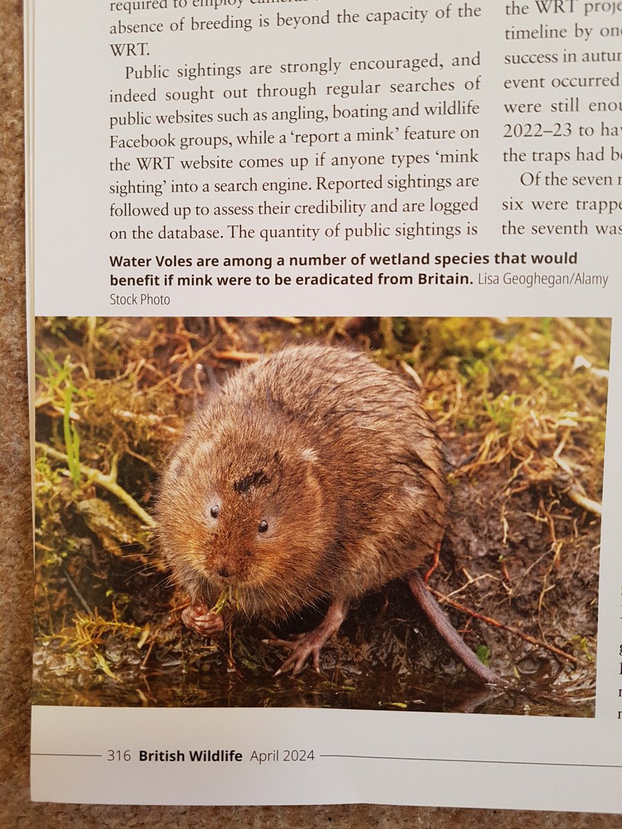 MOST EXCELLENT NEWS!!! So important + something we're working up on #WatercressAndWinterbournes on the #RiverTest and #RiverItchen Timely article in @britwildlife @HantsIWWildlife @sdnpa @HeritageFundUK @WessexRivers #watervole #rivers #INNS #mink