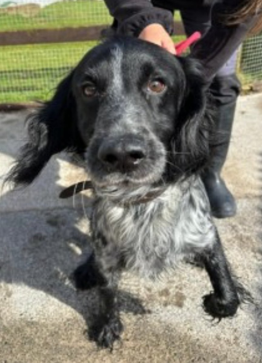 MONTY #SpanielHour
Male #CockerSpaniel Adult Black and white Microchipped

#Found 13 Apr 2024 BA11 2BL
This dog is being held by #Mendip Council Dog Warden if this is your dog please contact us urgently

doglost.co.uk/dog-blog.php?d…