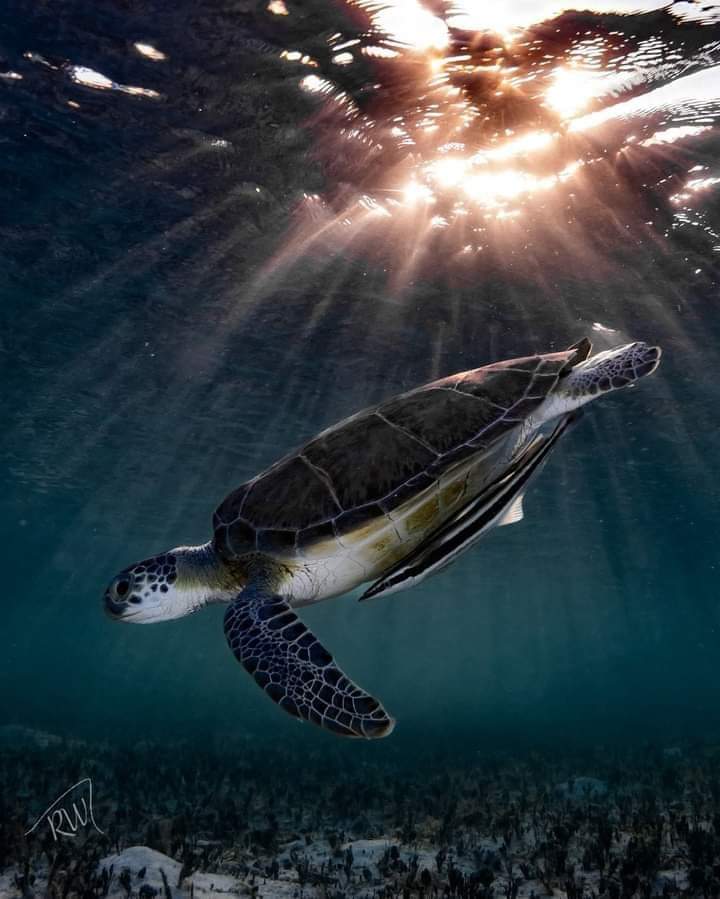 wow🐢🐢🐢❤️❤️
