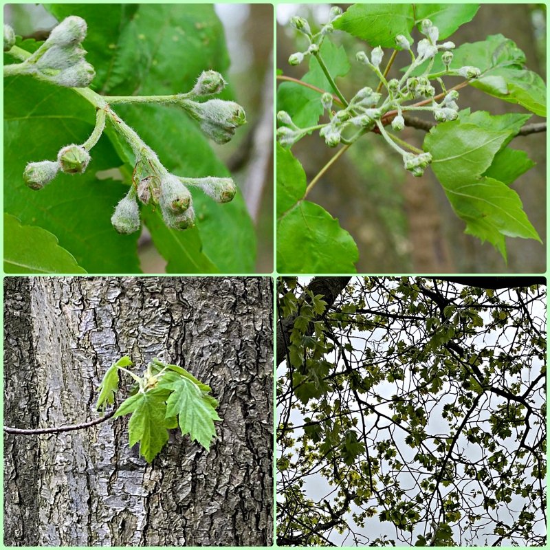 Today at last Sorbus torminalis, and in a strip of old woodland shown on 1st OS map of 1834 so maybe truly wild Wild Service tree. In Bedfordshire tetrad TL14H which fits with my copy of John Dony's Beds Plant Atlas! Sadly not in flower yet. #TreeFlowers @BSBIbotany