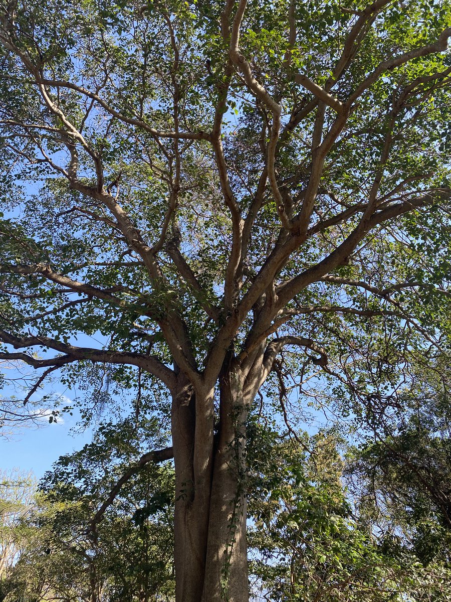 Los jardines botánicos son espacios de gran importancia para las ciudades, ya que  cumplen una función crucial al custodiar y preservar especies de plantas autóctonas o endémicas o de algún interés ecológico. 
#JardinBotanicoDeNaguanagua
