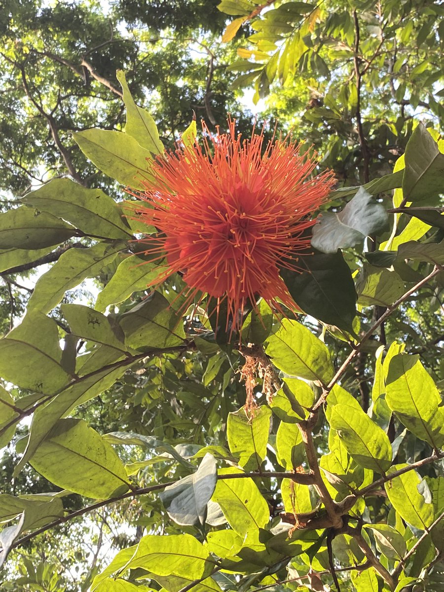 Aves de Carabobo tweet media