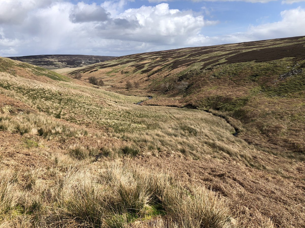 A selection from today’s ramble with Mr Migwire up windy Weardale in the beautiful North Pennines A dozen snakes seen RingOusel Barnie Short-ear Owl Snipe Wigeon BlackGrouse (Curlew incomplete c3, Woodcocks hatched, predated & still sitting)