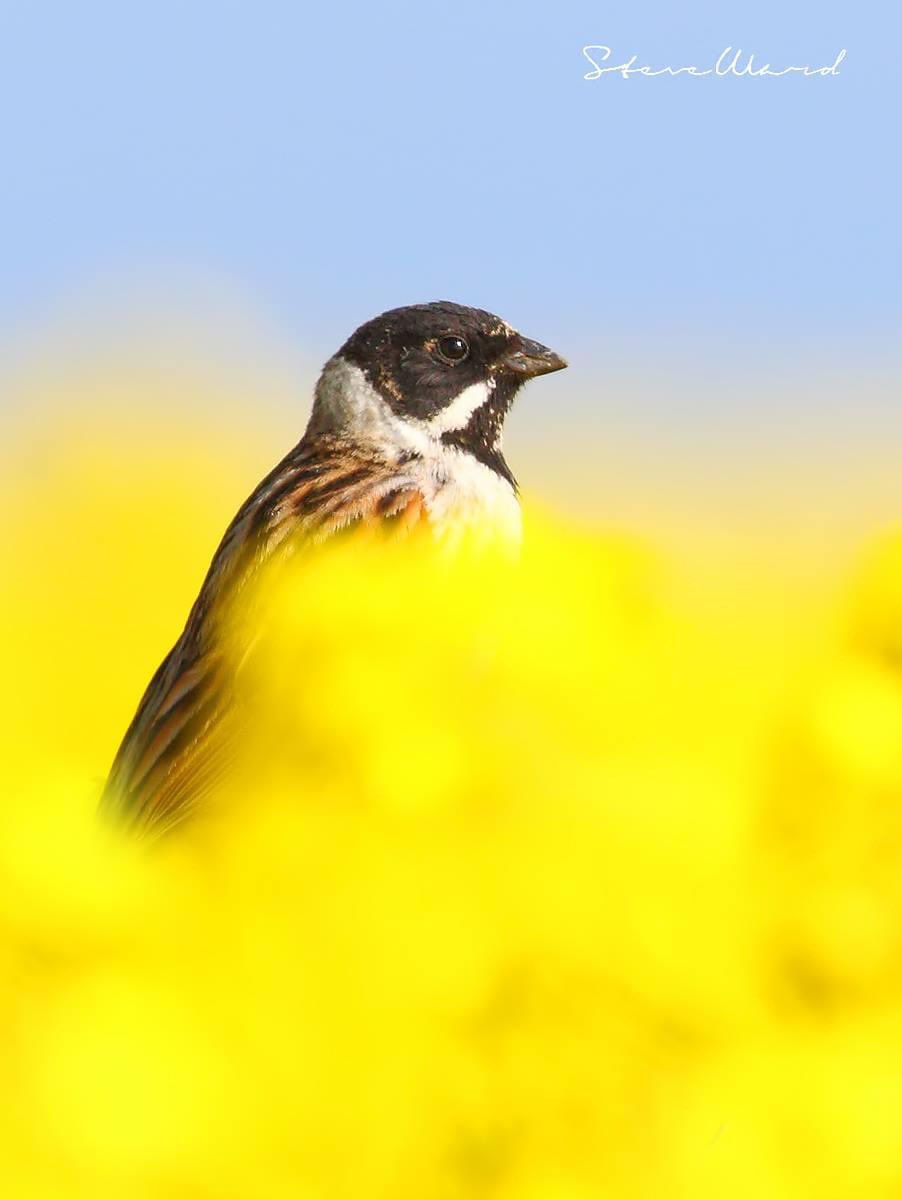 Whitethroat and Reed Bunting on the Rape Seed @WildlifeMag @BBCSpringwatch @BBCEarth