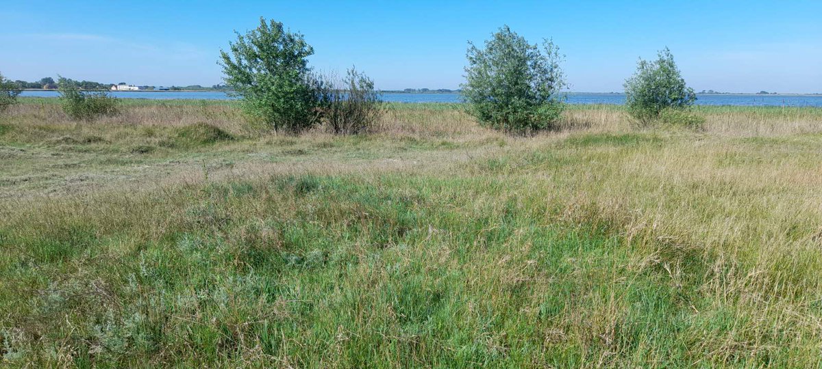 albicilla66's tweet photo. #Birding #Belgrade🇷🇸 Belo Jezero / Ečka, the largest inland fish farm of Europe in mid-April: Black-winged Stilt, Pied Avocet, White Stork, White-tailed Eagle, Sedge, Reed, Great Reed &amp; Savi's Warblers, Nightingale, Corn Bunting, Reed Bunting
➡️https://t.co/EkvMMKJrr8 https://t.co/KFdtQXPc5Q