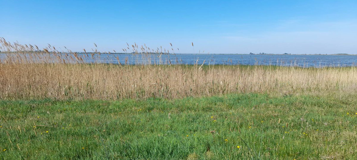 albicilla66's tweet photo. #Birding #Belgrade🇷🇸 Belo Jezero / Ečka, the largest inland fish farm of Europe in mid-April: Black-winged Stilt, Pied Avocet, White Stork, White-tailed Eagle, Sedge, Reed, Great Reed &amp; Savi's Warblers, Nightingale, Corn Bunting, Reed Bunting
➡️https://t.co/EkvMMKJrr8 https://t.co/KFdtQXPc5Q