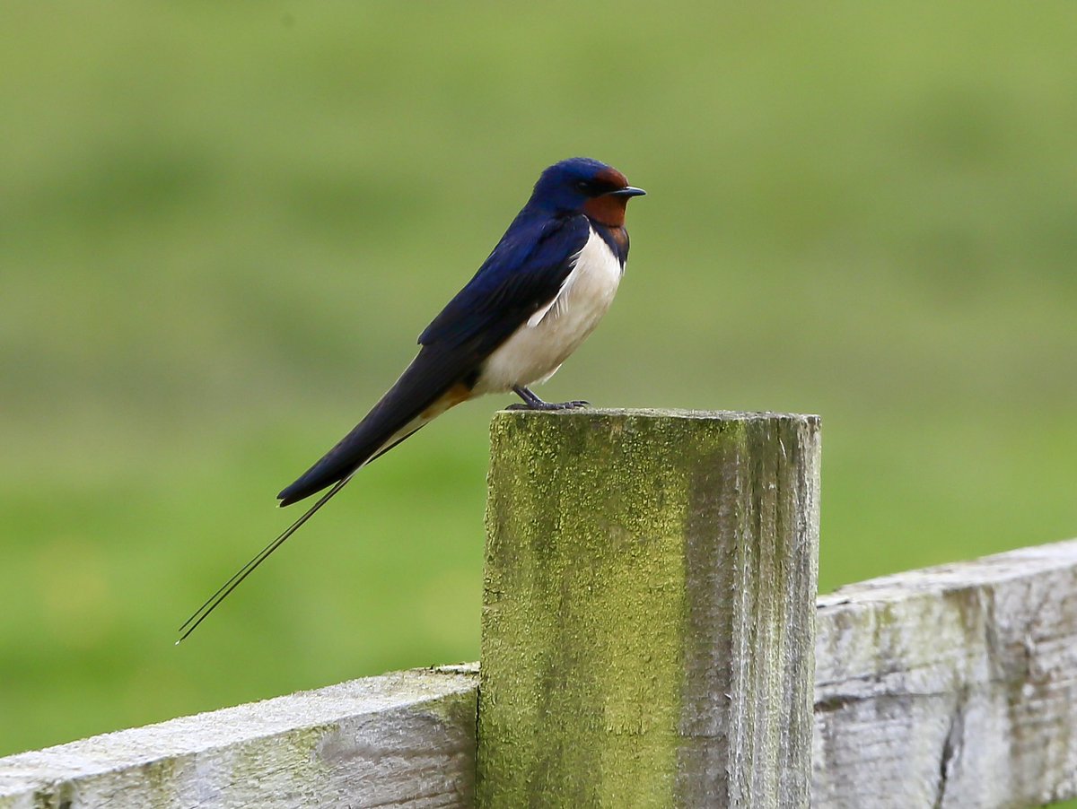 Lovely to see the swallows starting to arrive, hopefully signalling start of some drier warmer weather. Probably not 😂. #nature #wildlife #swallows #swallow #rspb