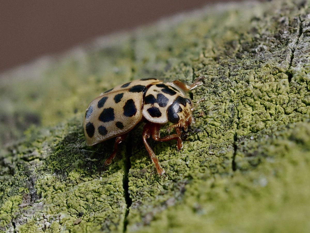Another #FencePostWildlife creature. One of the two Water Ladybirds that we saw recently. Anisosticta novemdecimpunctata, such a long name for such a small beetle. #ladybirds #beetles