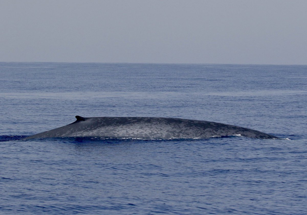 Thanks to my pic of the Blue Whale below, I’ve been advised that this is Blue Whale BM463 from the Azores catalogue. I am told this is the first ever match between a Blue Whale in the Azores and Madeira. Credit to Richard Sears for matching. #CitizenScience 💙🐳